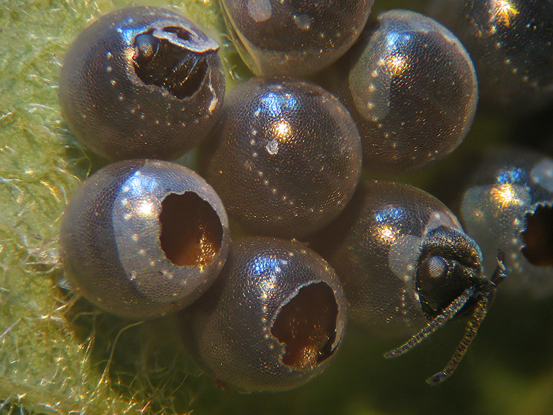 Parassitoidi in uova di Eterotteri